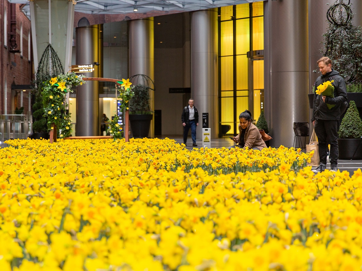 Rialto blossoms with 20 000 flowers to support cancer council daffodil day