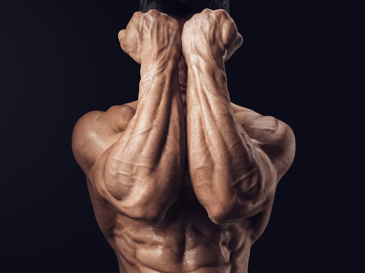 Anatomy of Growth: How to Train Your Arm Muscles