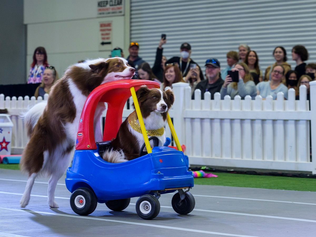 Australia's largest dog festival returns with a new look