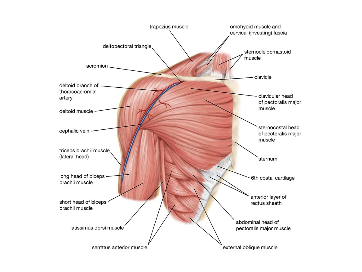 Chest muscles anatomy diagram