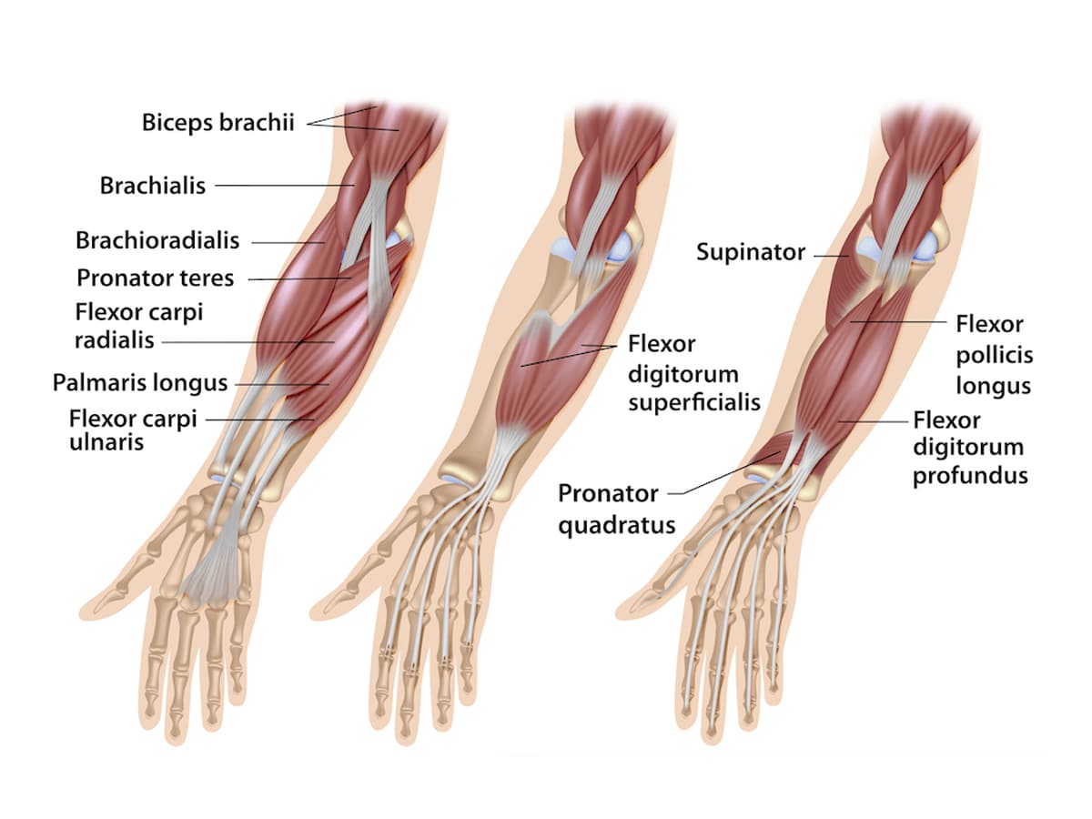 Forearm muscles diagram