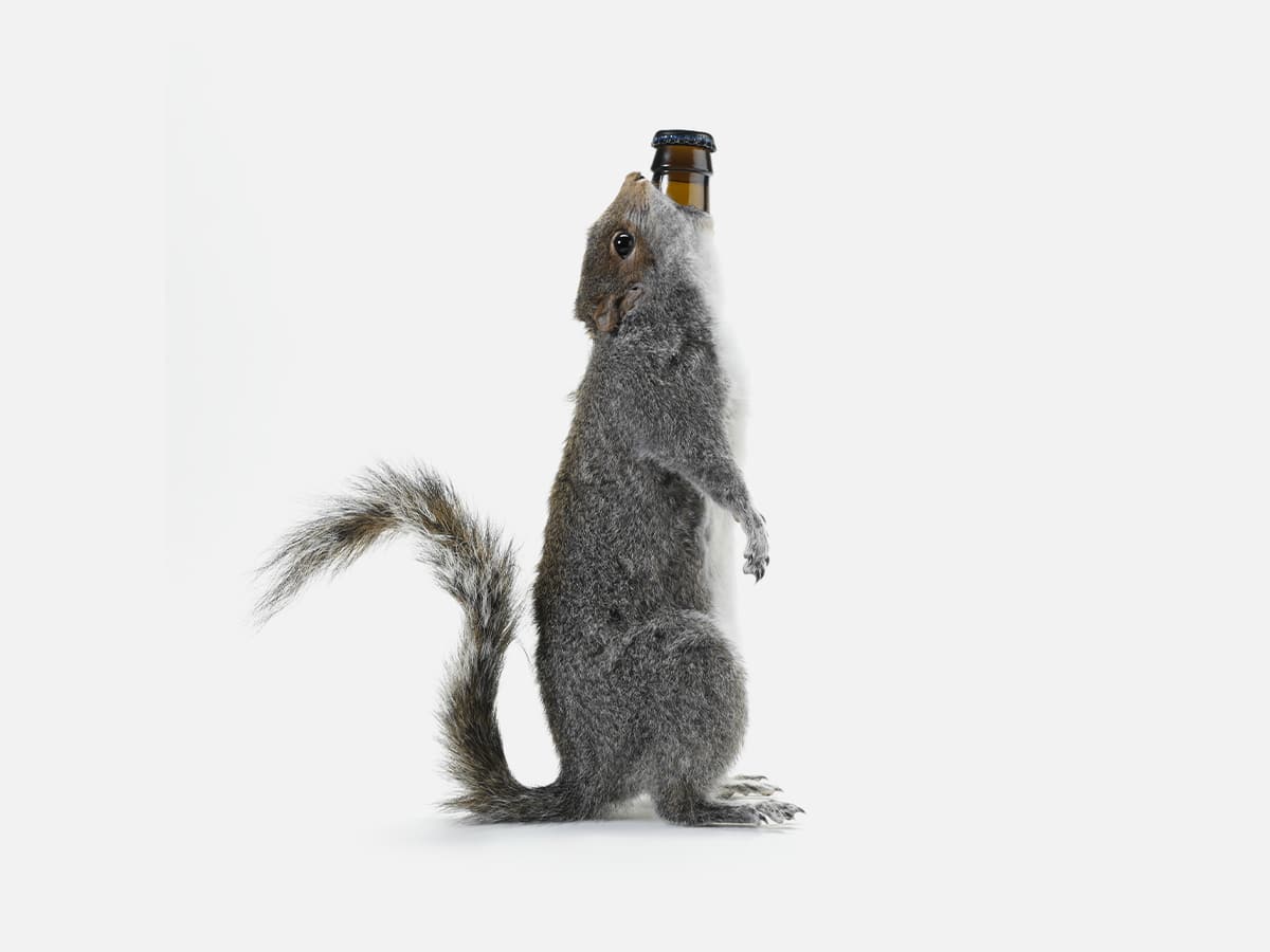 Product image of BrewDog End Of History beer bottle swallowed by a grey squirrel packaging with plain white background