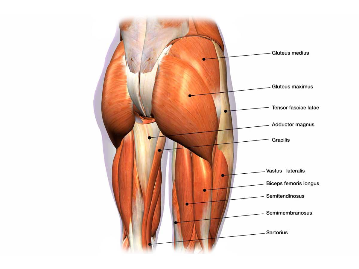 Illustration of glute muscle group with corresponding labels of parts