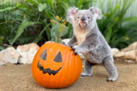 Halloween Australia Koala