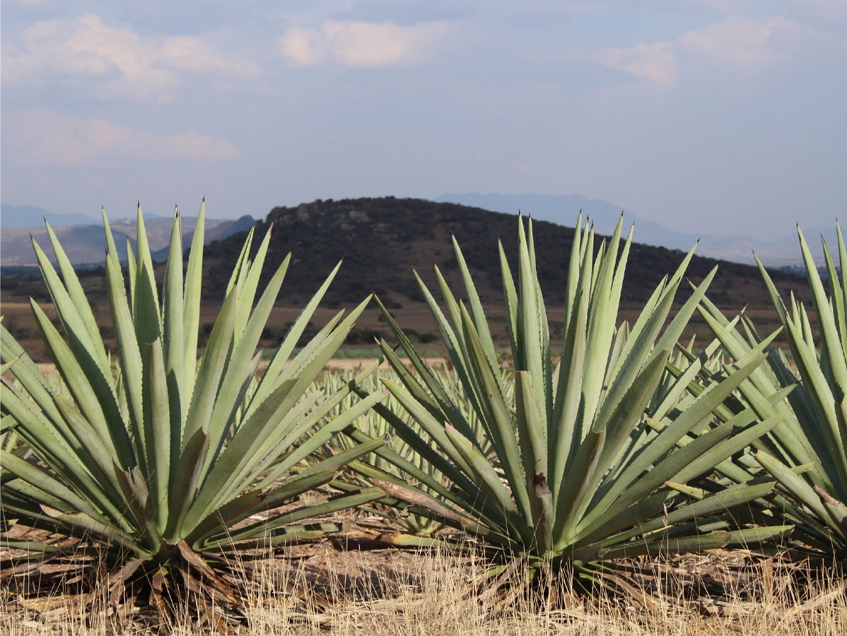 Focus shot of agave plants