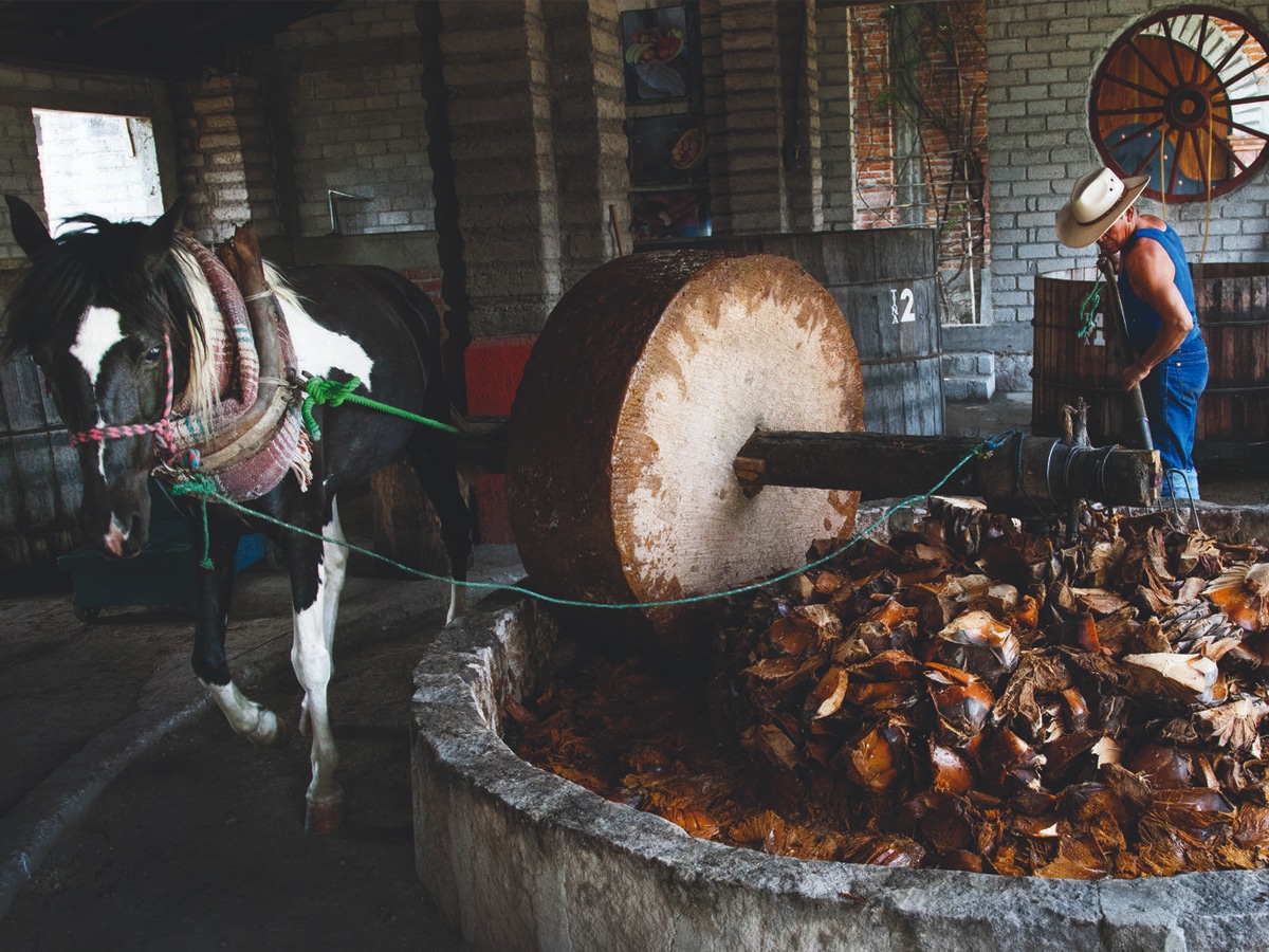 A man preparing to mill chunks of agave with a large stone milling wheel pulled around by a horse