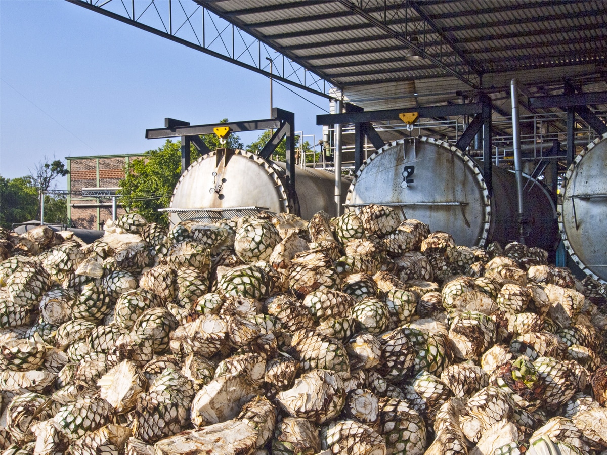 Agave harvest beside autoclaves