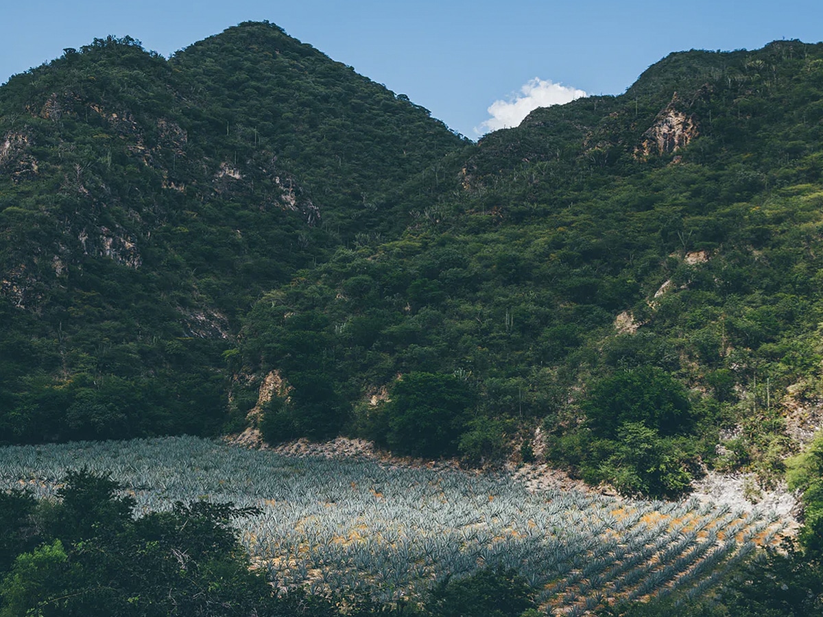 Extreme long shot angle of agave field in San Luis del Rio, Oaxaca