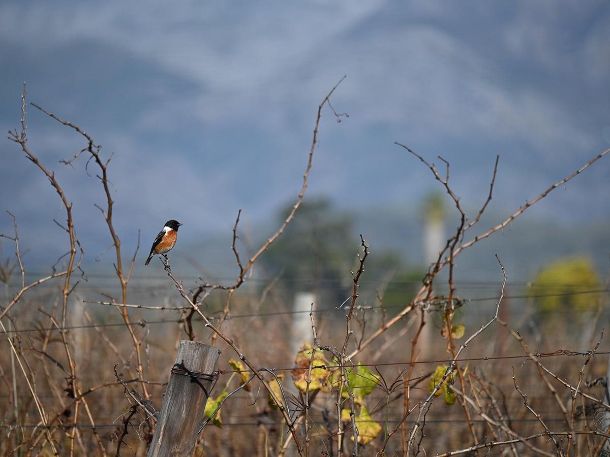 Yalumba birds copy