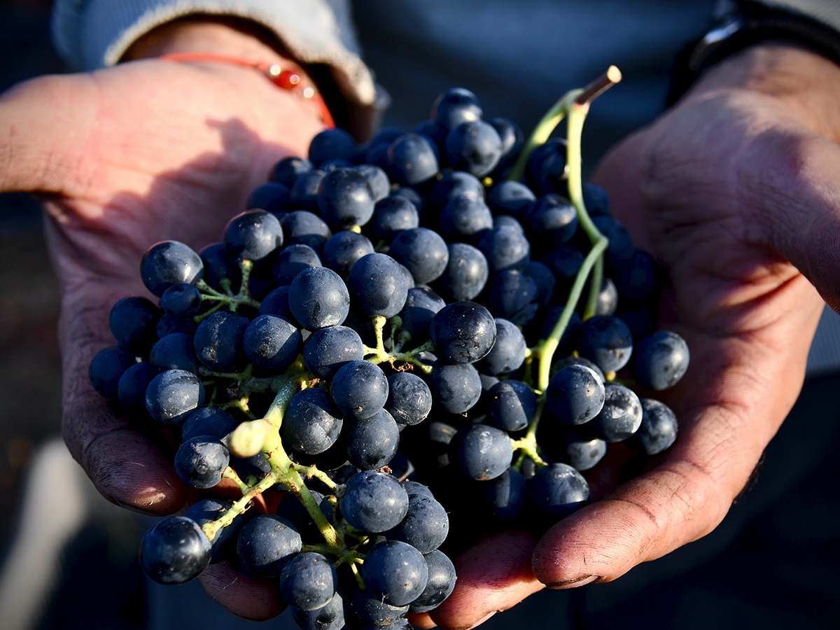 Yalumba grapes 1 copy 1