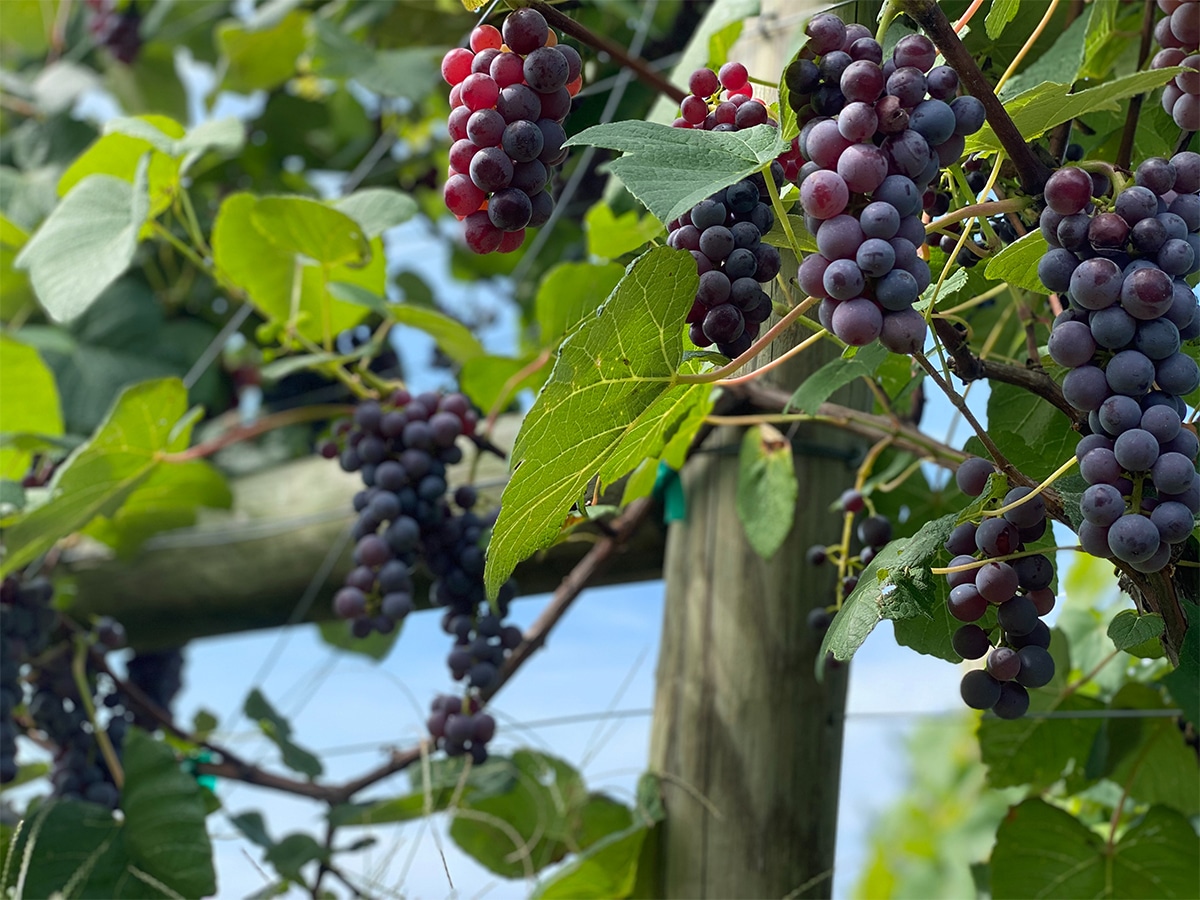 Yalumba grapes 3 copy