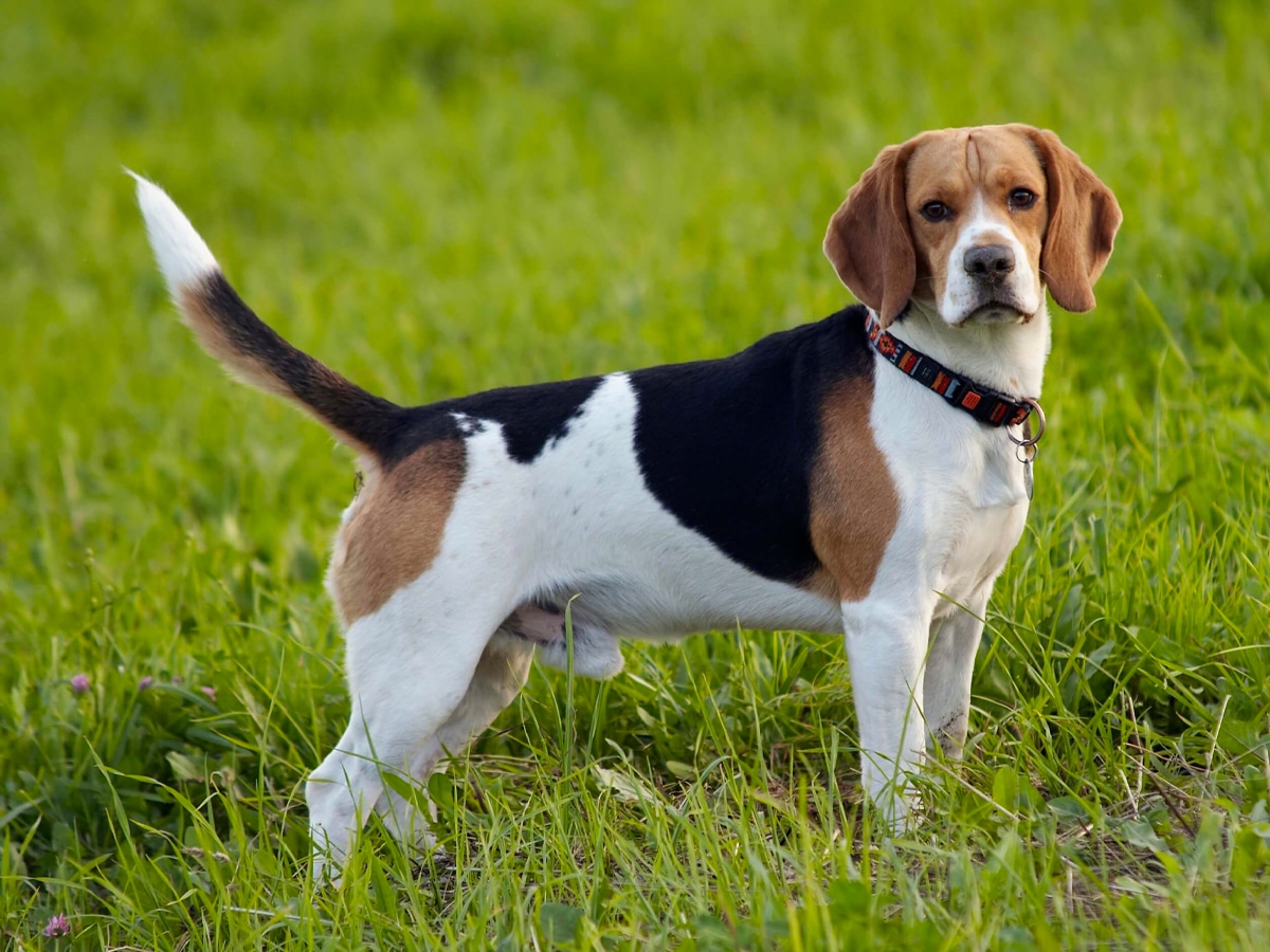Beagle on green grass looking at camera