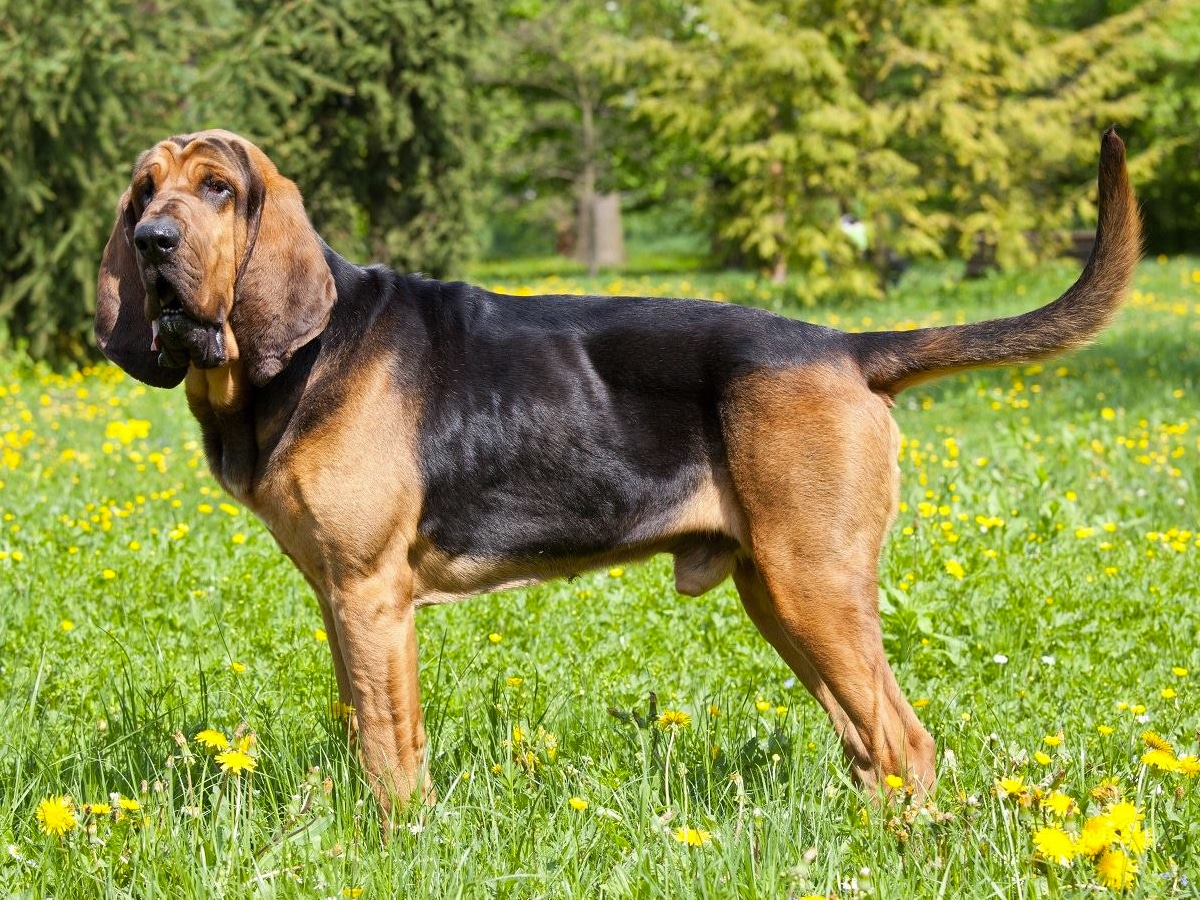 Bloodhound on green grass with small yellow flowers