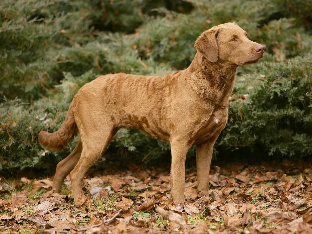 Chesapeake Bay Retriever on grass with fallen leaves