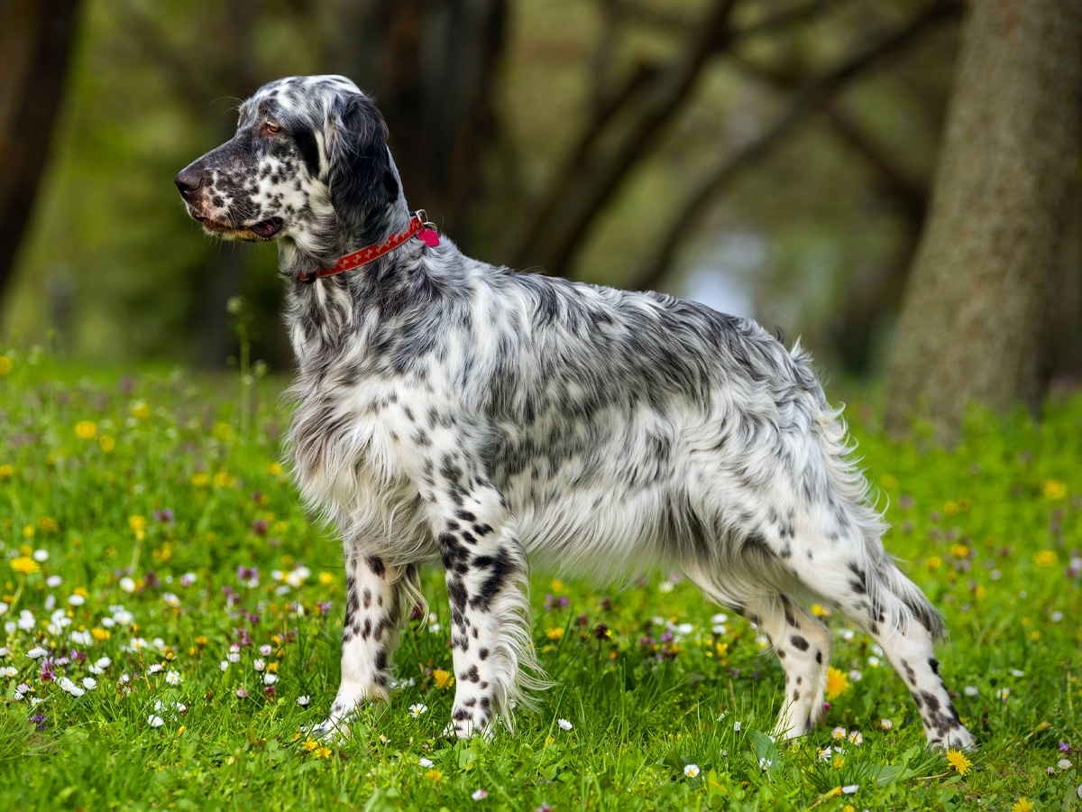English Setter on green grass with small white, yellow, and purple flowers