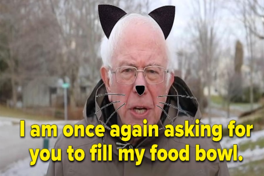 Edited photo of Bernie Sanders with cat ears, nose, and whiskers with the caption 'I am once again asking for you to fill my food bowl.'
