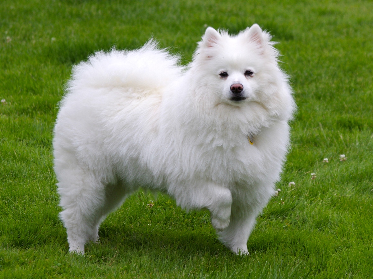 White American Eskimo Dog on green grass outside looking at camera