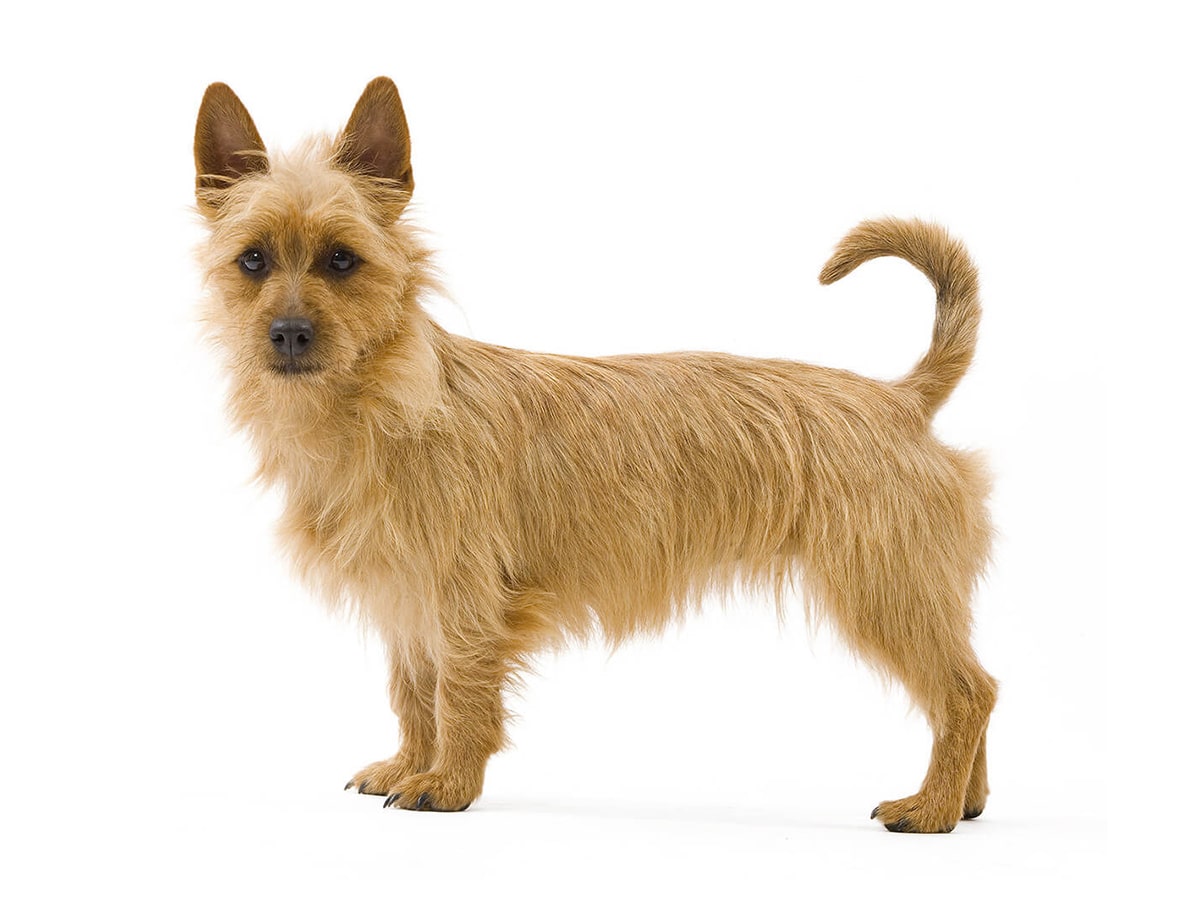 Australian Terrier dog looking at camera with plain white background