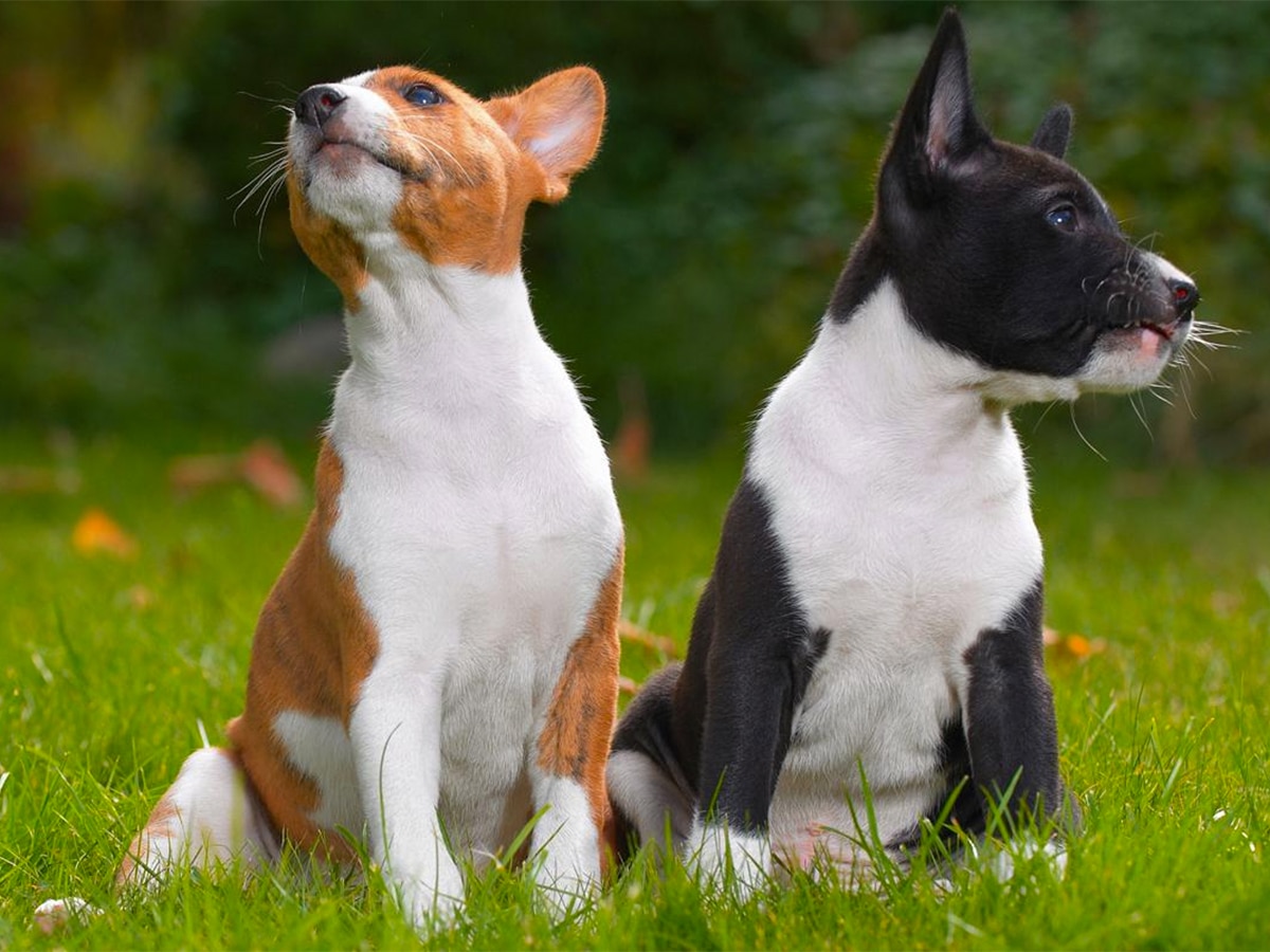 One brown and one black Basenji dogs side by side on green grass