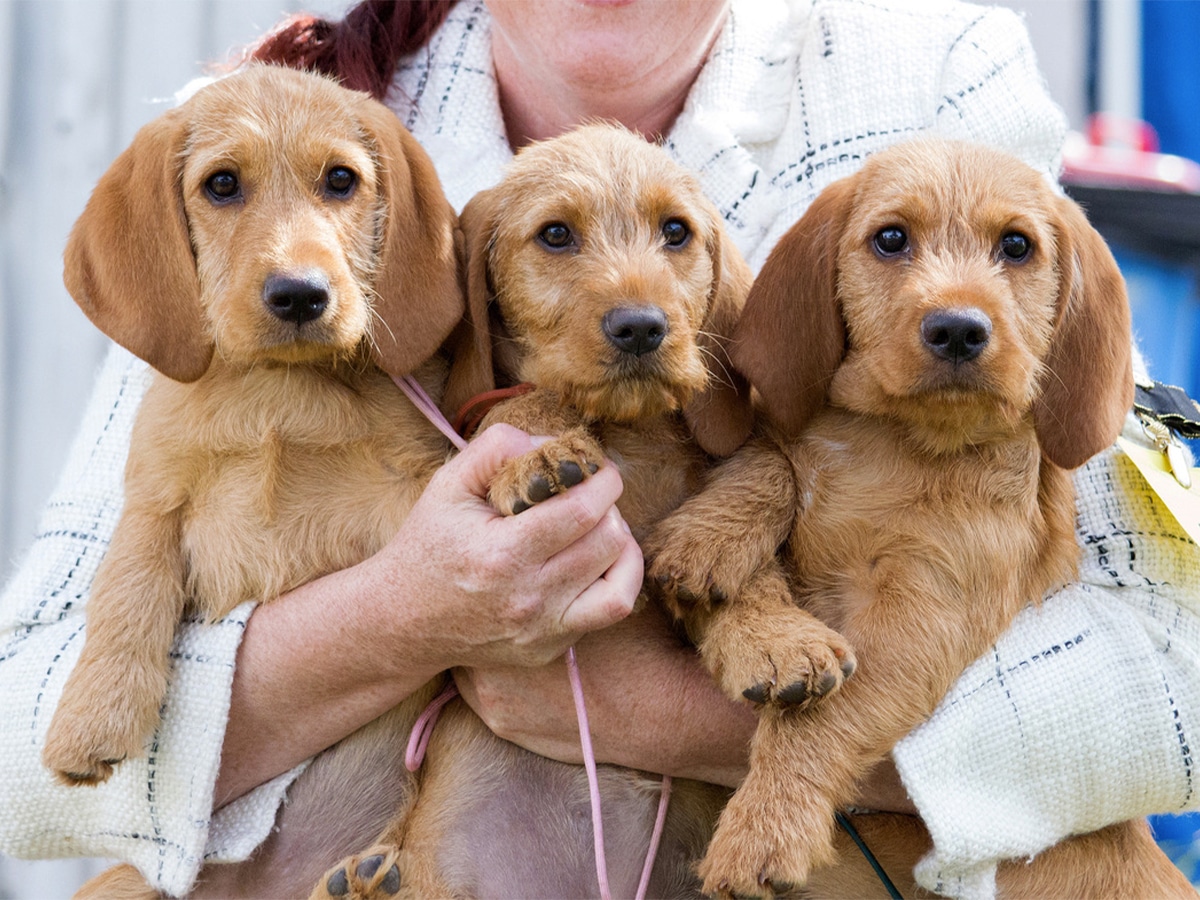 Three Basset Fauve de Bretagne puppies held in the arms of a woman