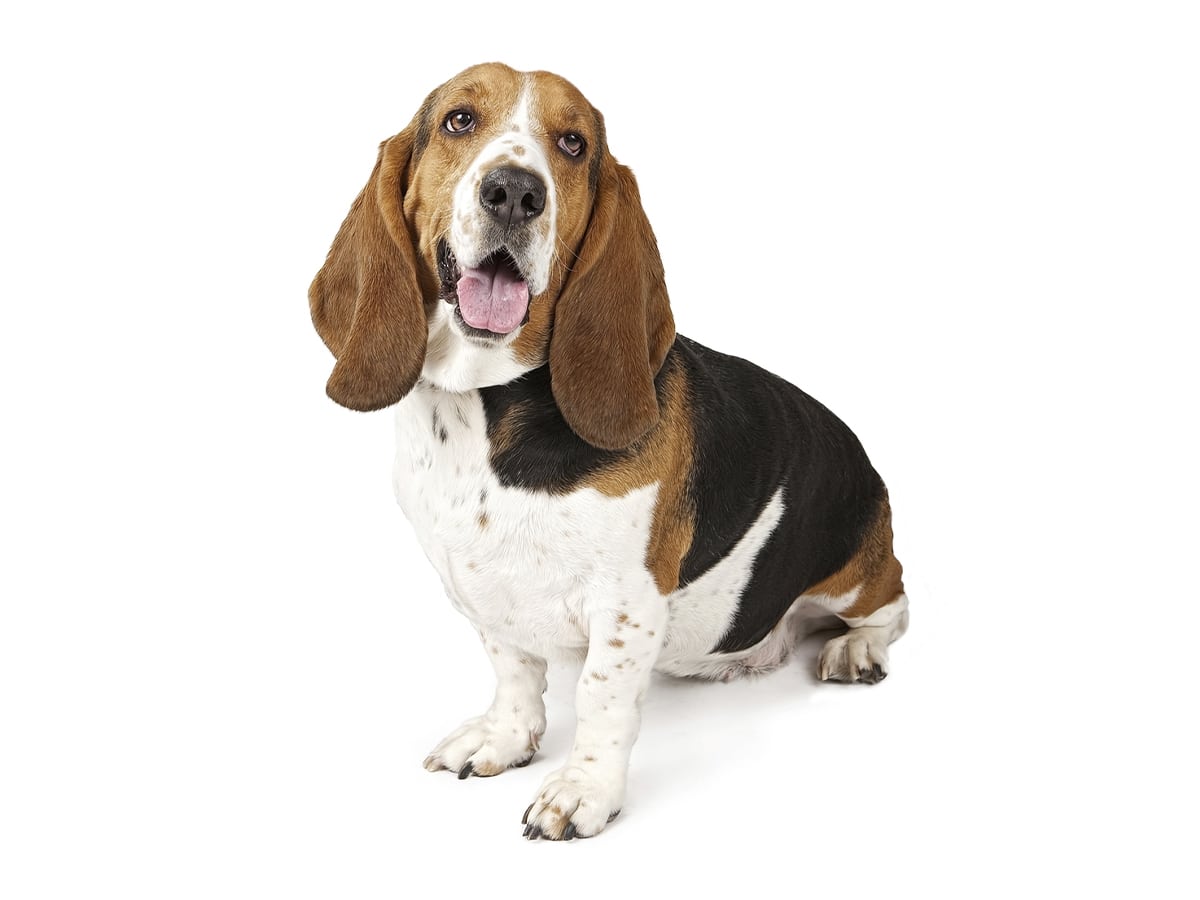 Basset hound looking up with plain white background