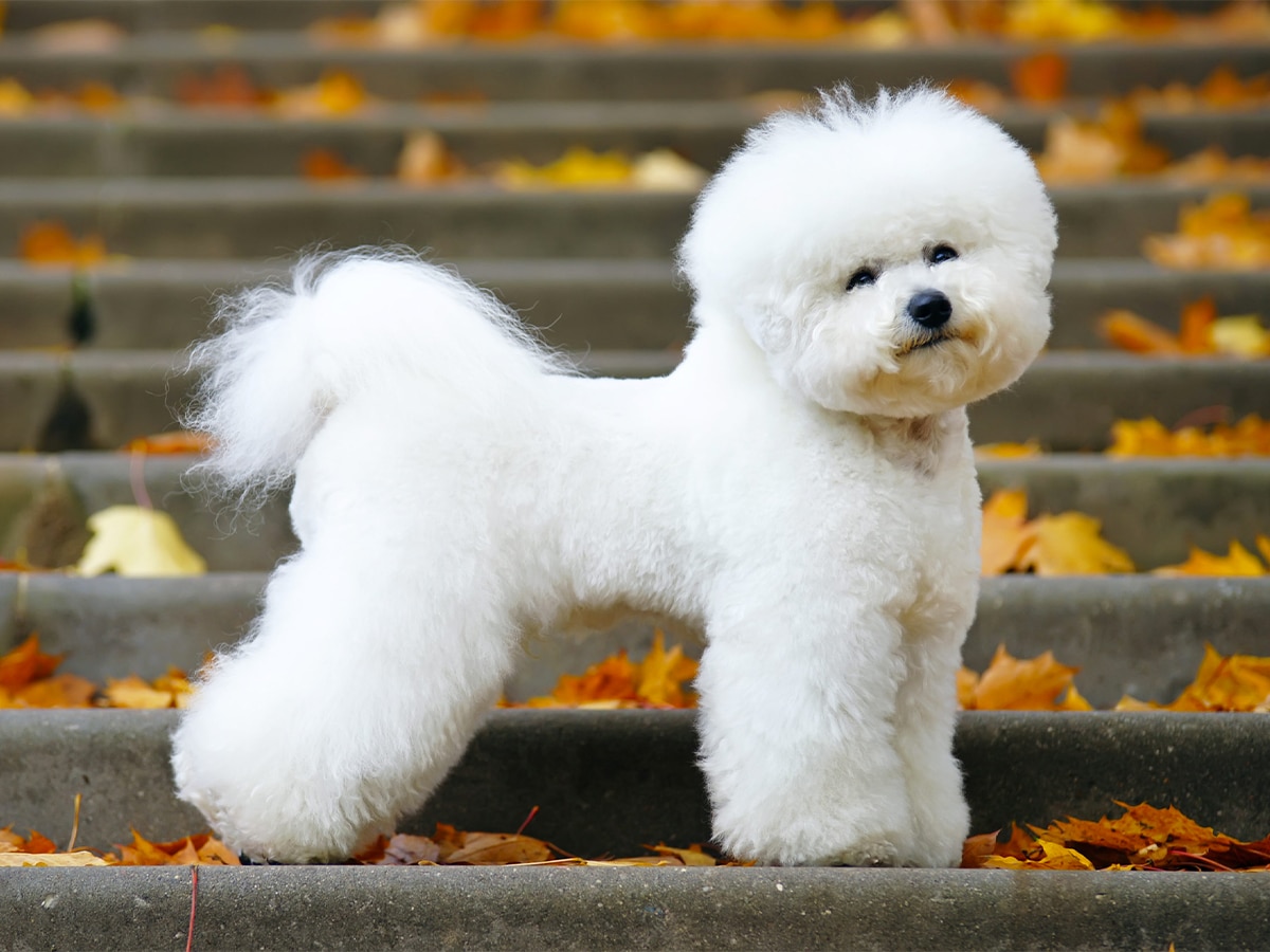 Bichon Frise dog with a stylish haircut staying on the stairs in autumn park
