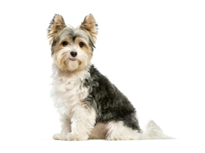 40 Best Apartment Dogs: Breeds, Sizes and Maintenance | Man of Many