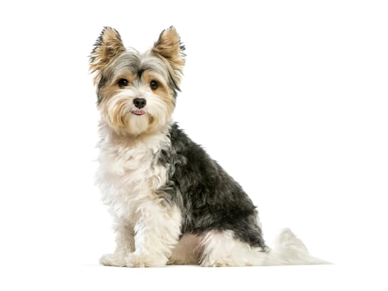 40 Best Apartment Dogs: Breeds, Sizes And Maintenance 