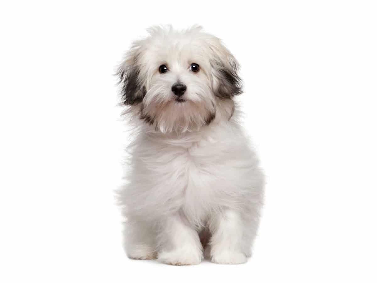 Bolognese puppy sitting with plain white background
