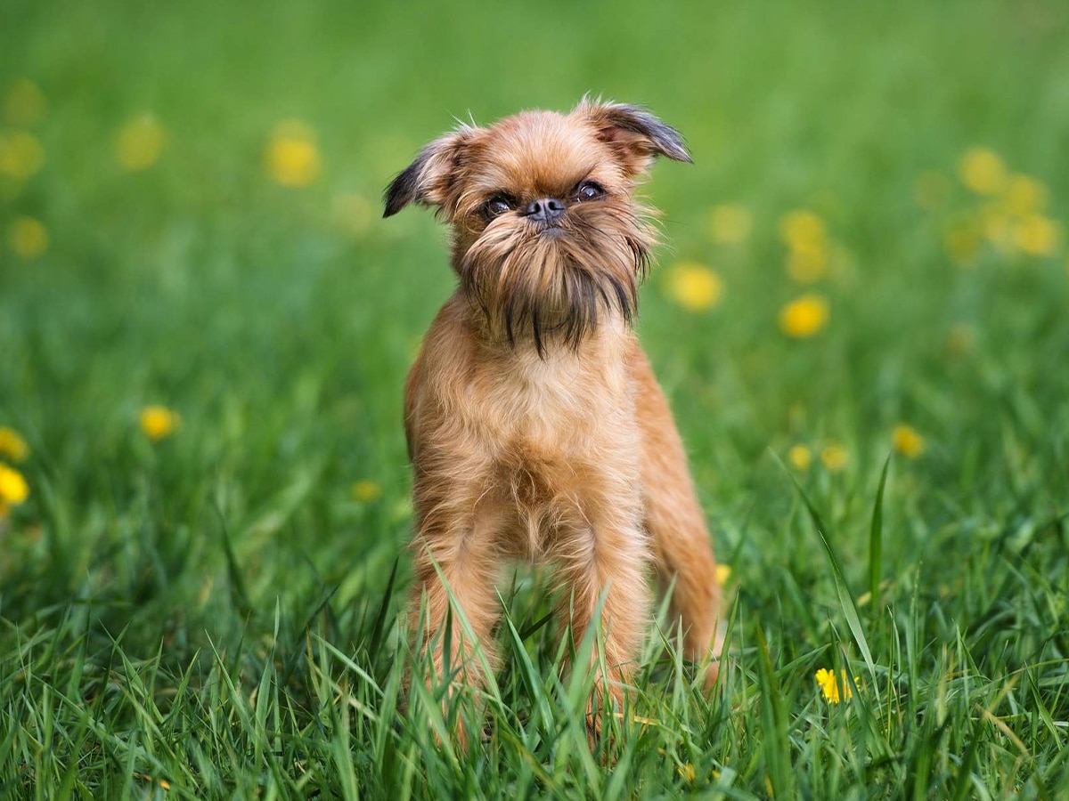Brussels Griffon on green grass with yellow flowers