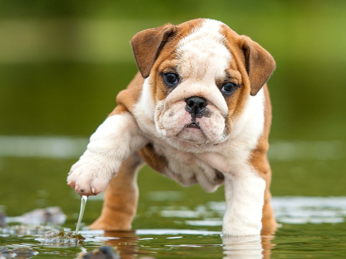 English bulldog puppy in the water