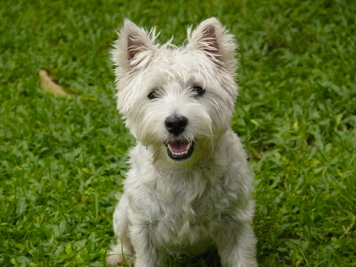 White Cairn Terrier dog on green grass
