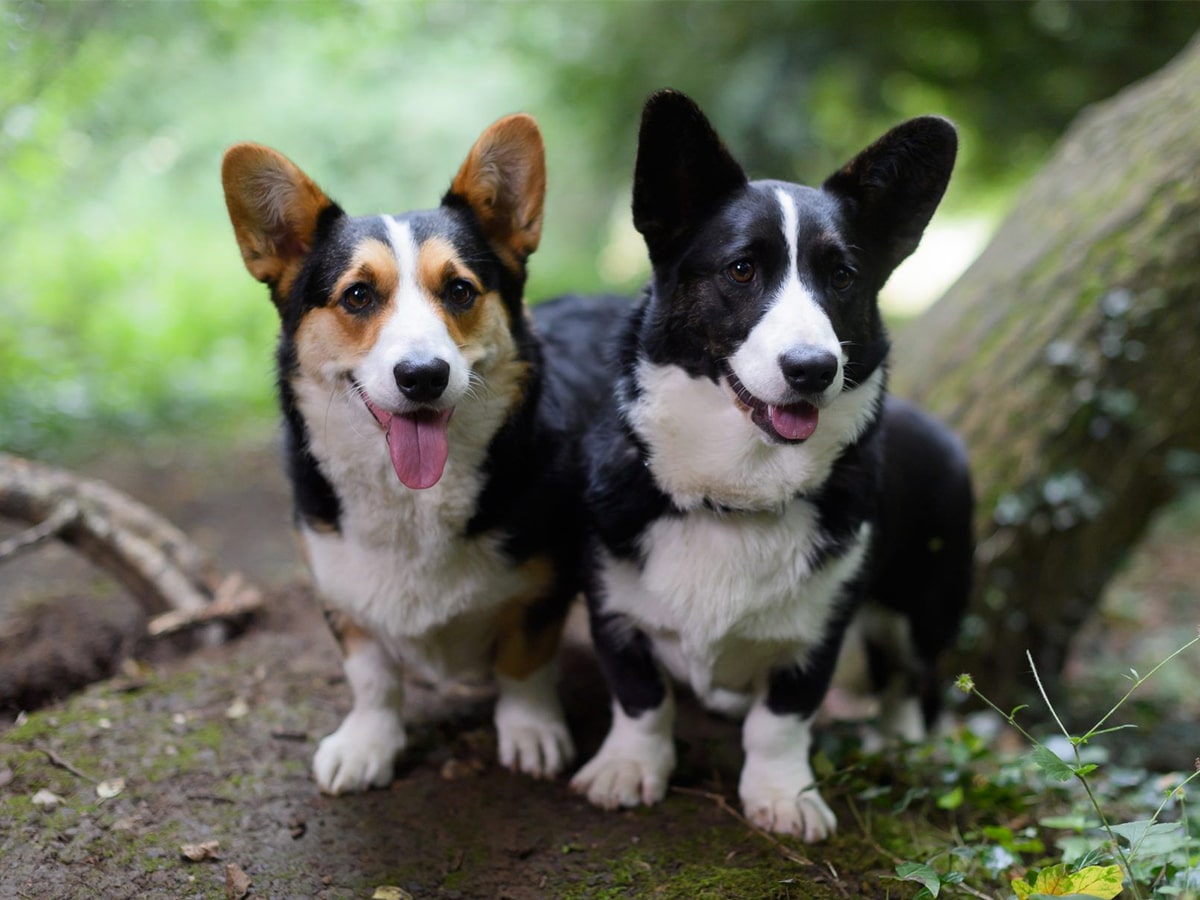 Two Cardigan Welsh Corgi side by side in the woods