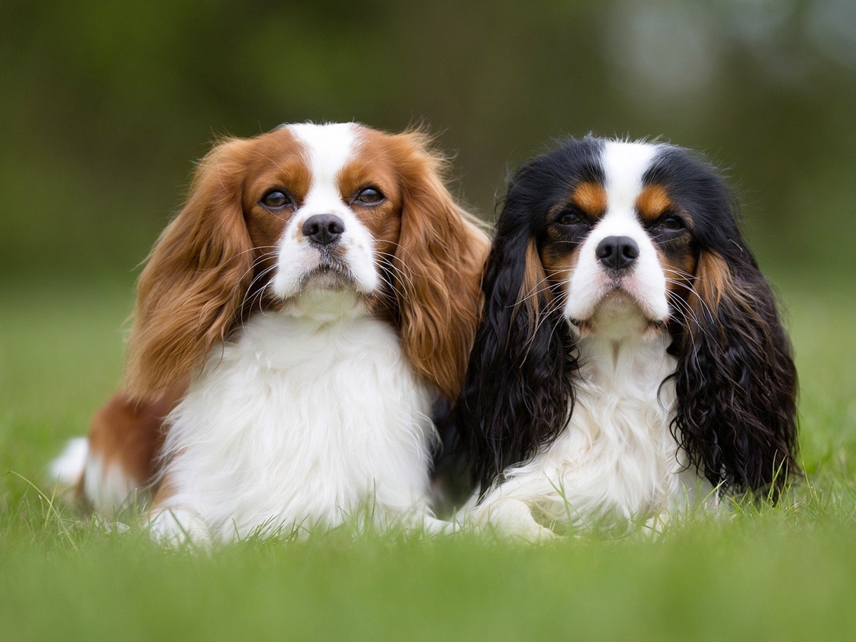 Two Cavalier King Charles Spaniel dogs side by side on green grass