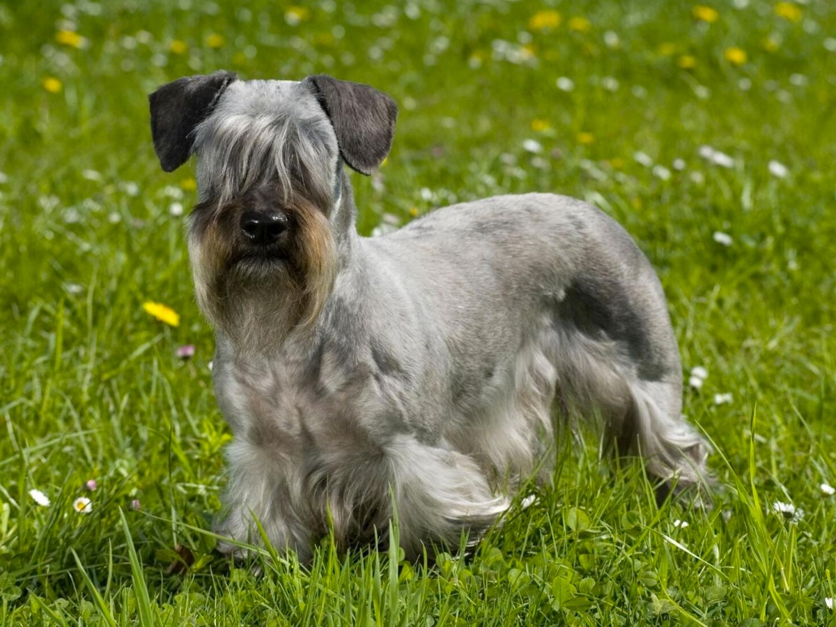 Cesky Terrier on green grass with yellow and white flowers