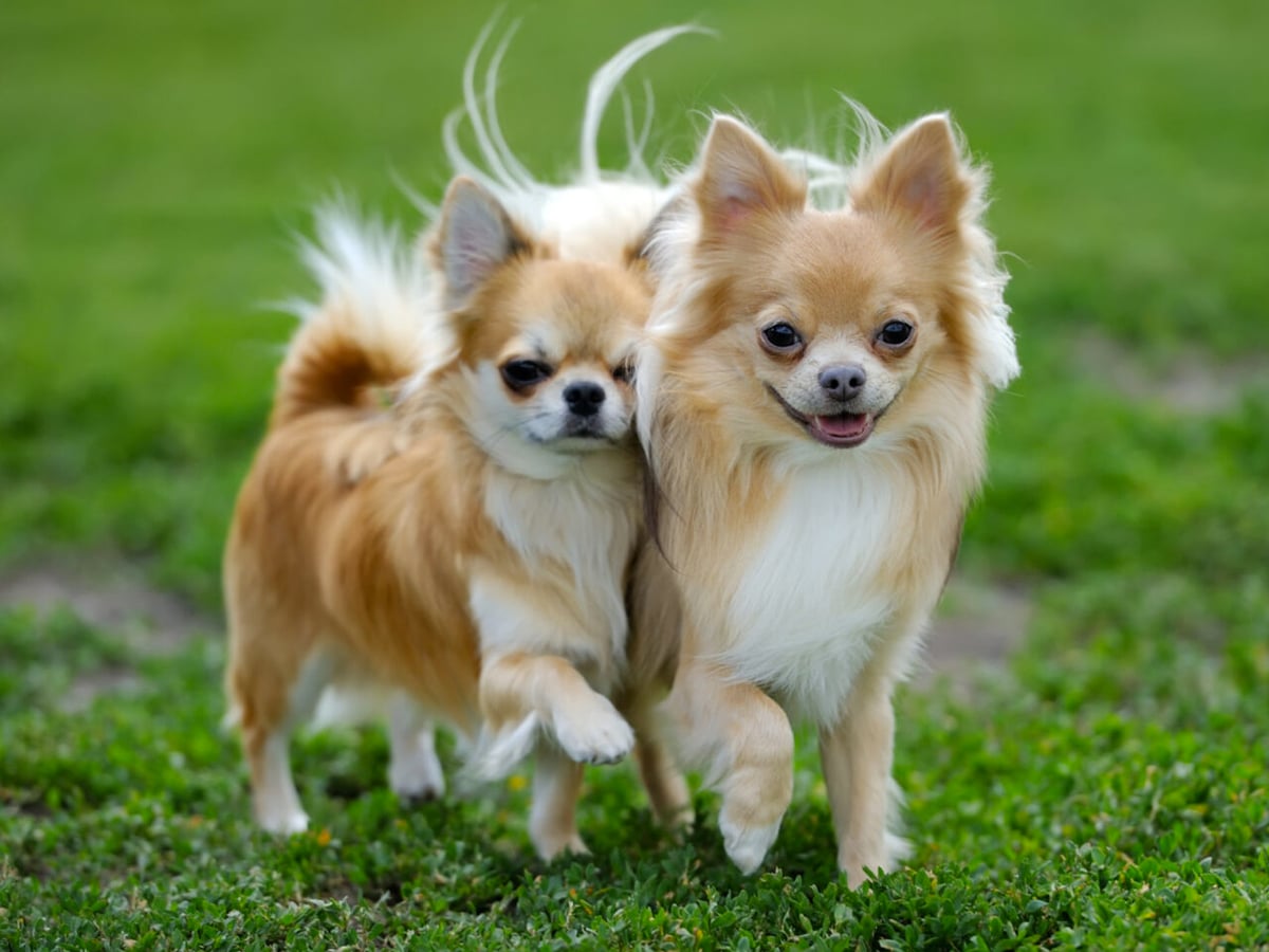 Two Chihuahuas side by side on green grass