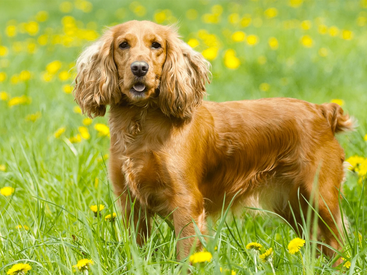 Cocker Spaniel on green grass with yellow flowers