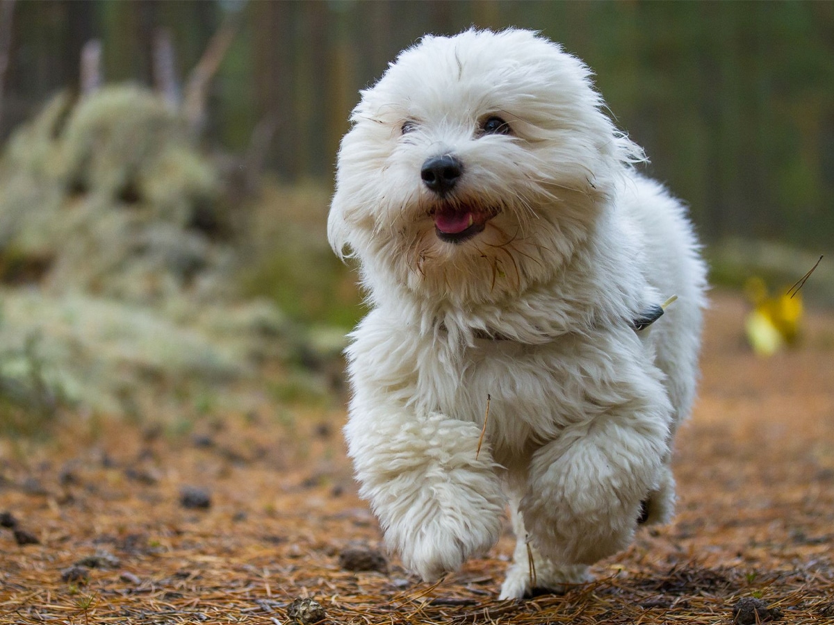 White Coton De Tulear running in the woods