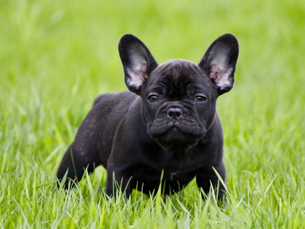 Black French Bulldog on green grass