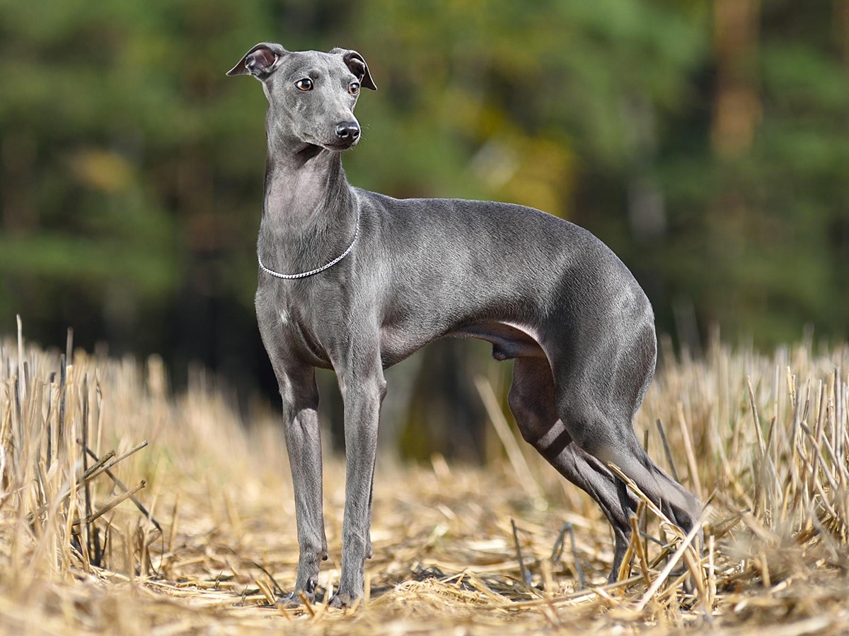 Greyhound standing on a yellow stubble background