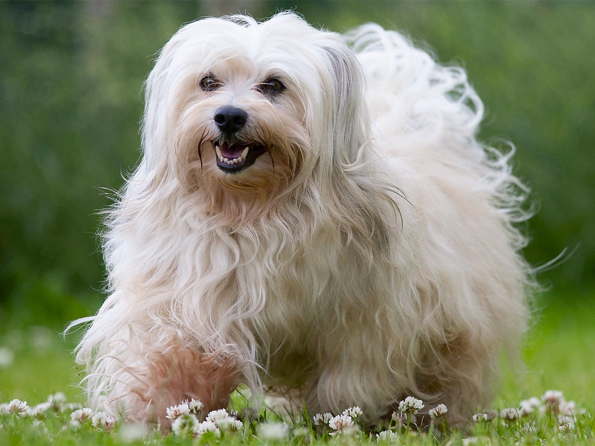 Havanese dog on green grass with small white flowers