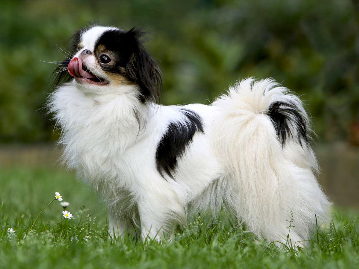 Side view shot of Japanese Chin dog on green grass