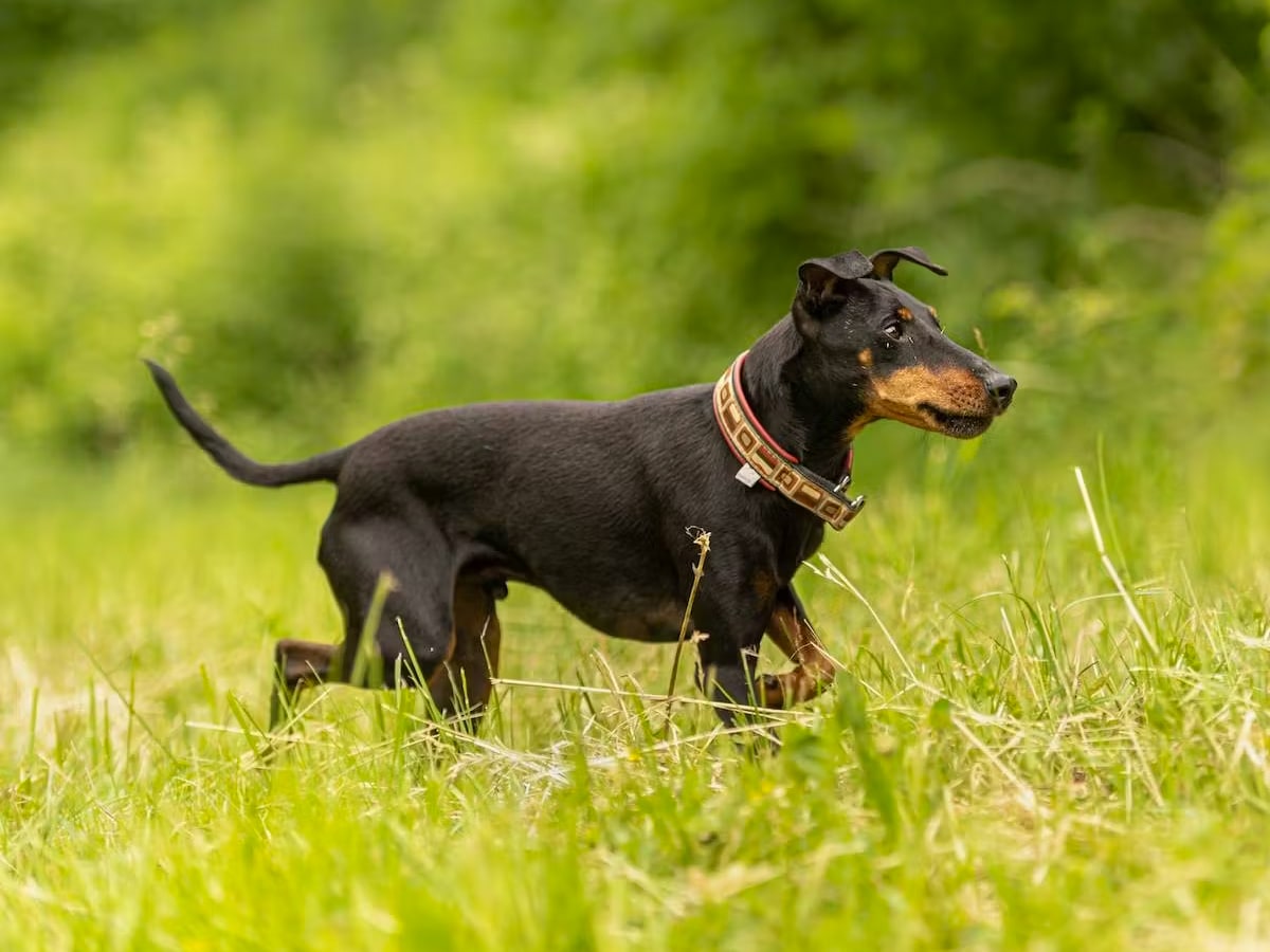 Manchester Terrier walking on green grass