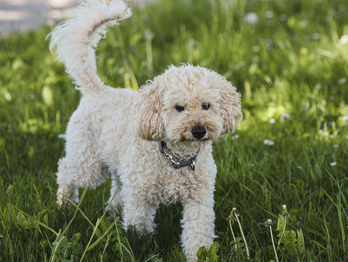 Poodle walking on green grass