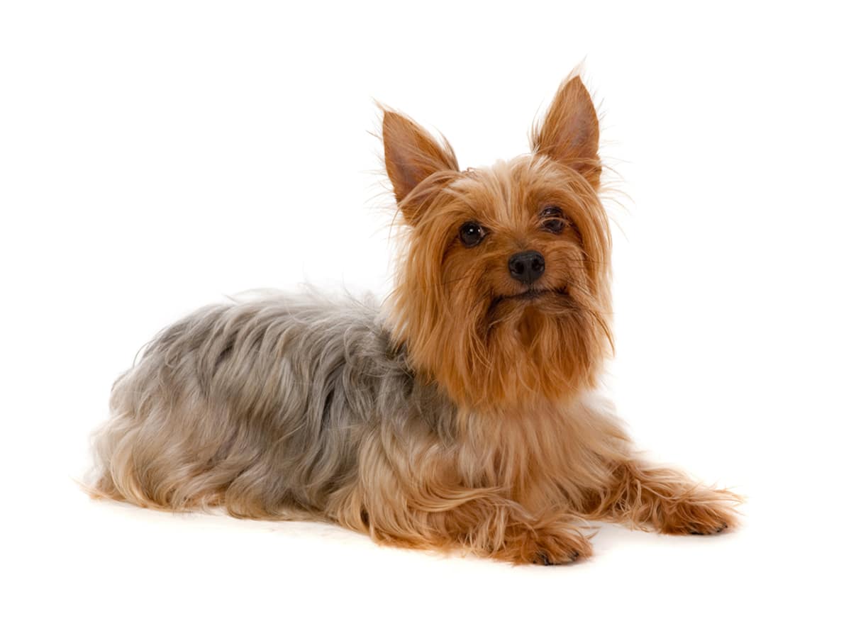 Silky Terrier lying down with plain white background