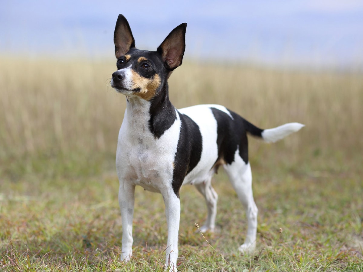 Toy Fox Terrier on green grass looking up