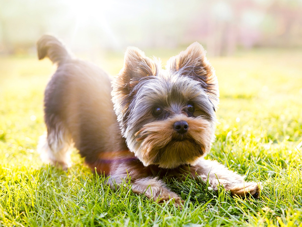 Excited Yorkshire Terrier on green grass