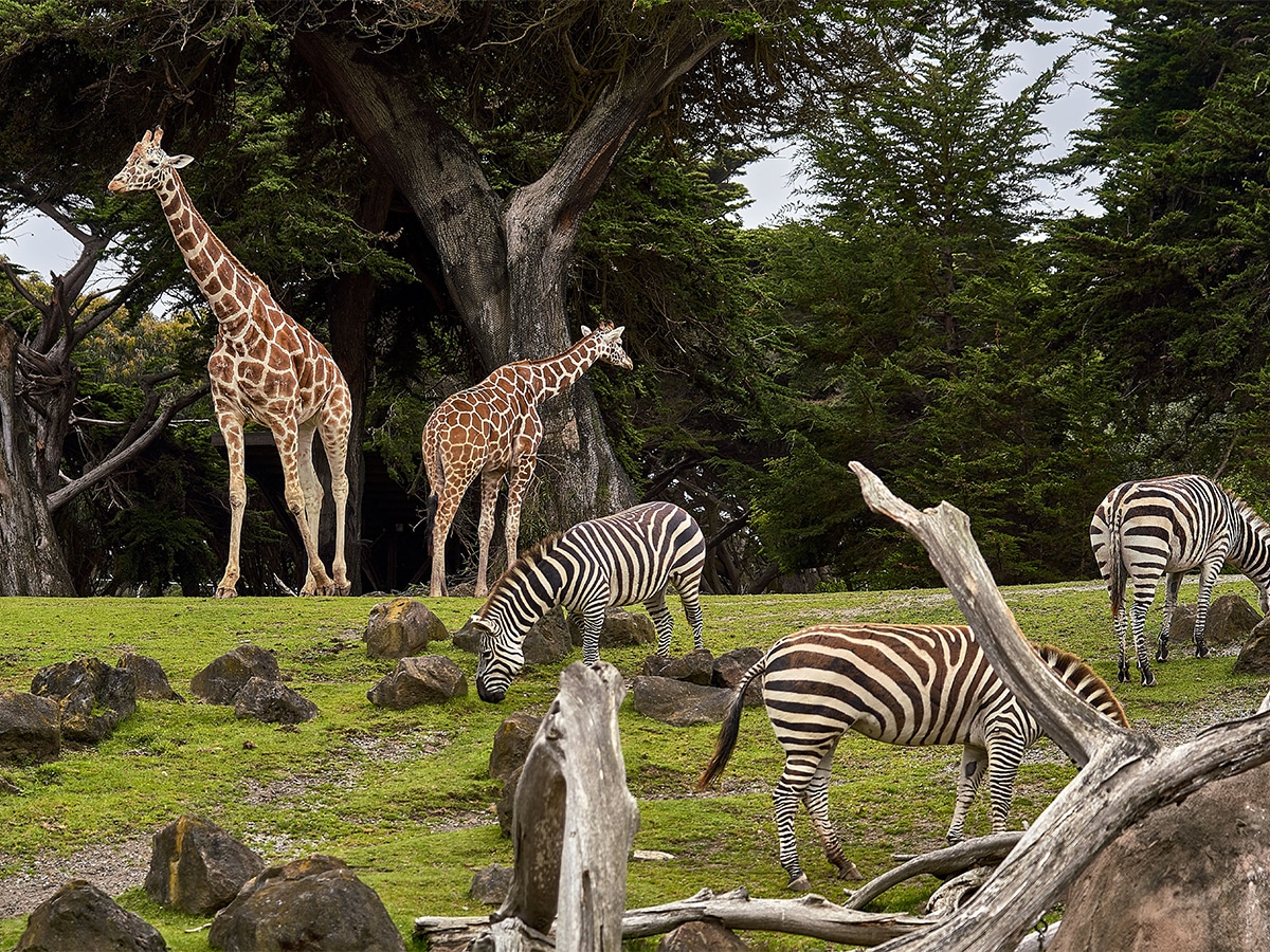 Giraffes and zebras in the zoo