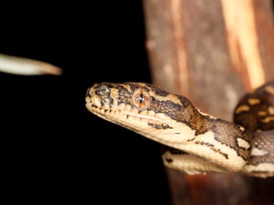 Giant Snake's Surprise Visit on Australian Podcast Goes Viral