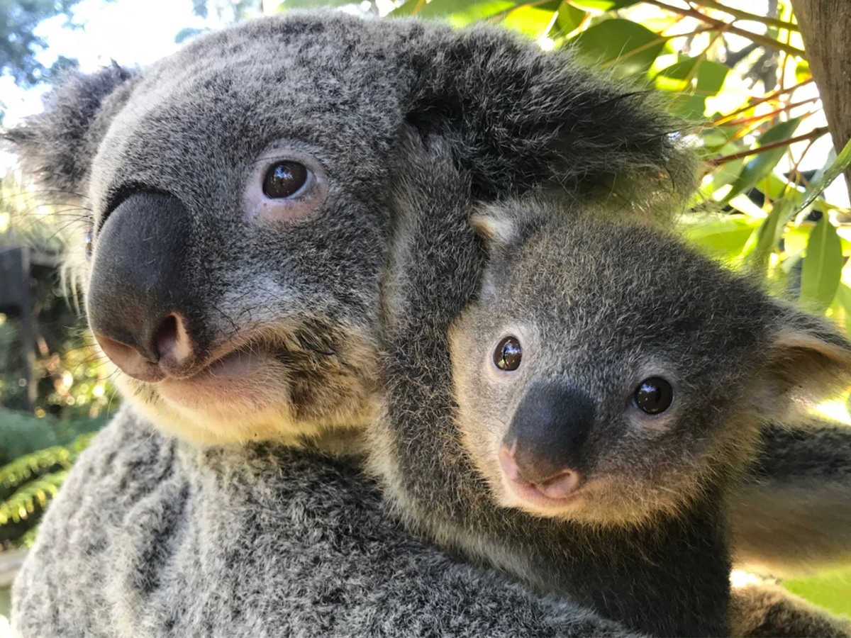 Two koalas